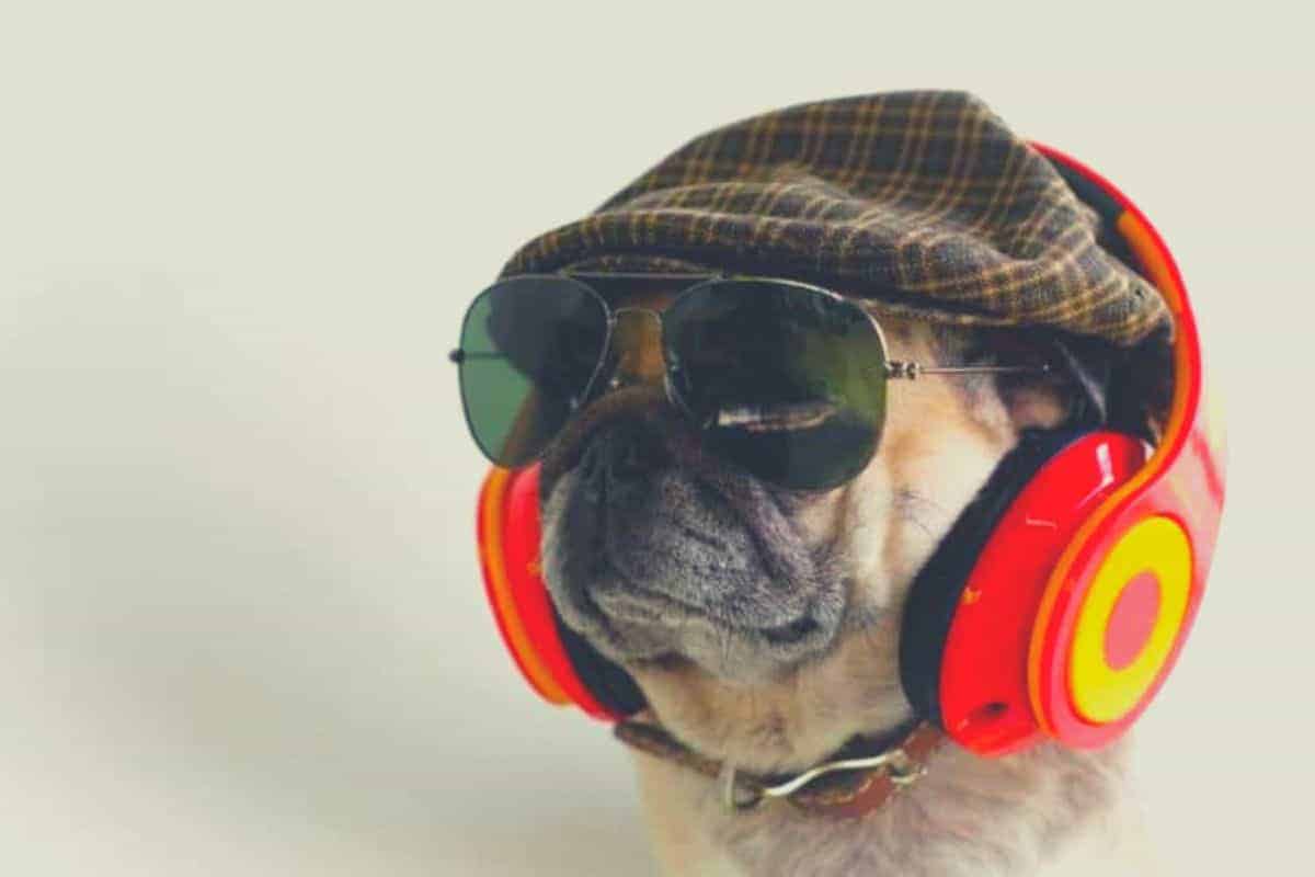 Dog Wearing Reddit Headphones