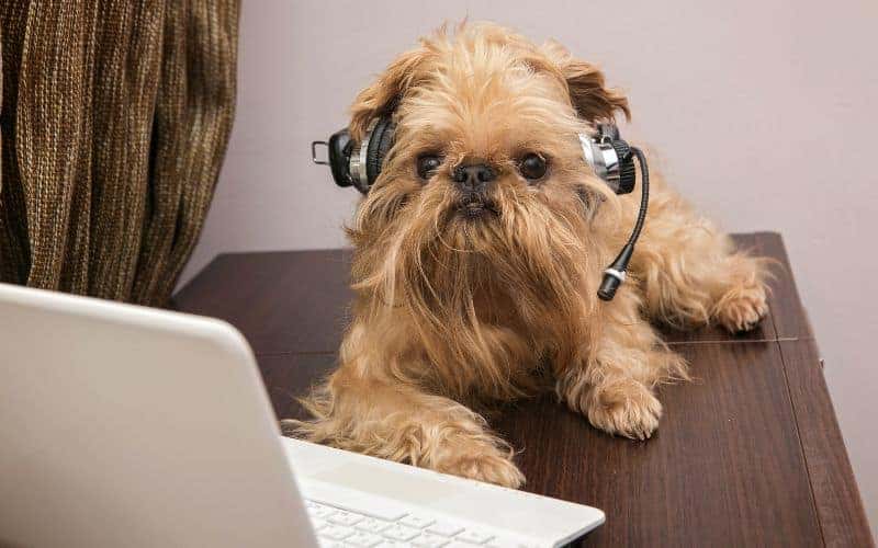 Dog wearing a headset
